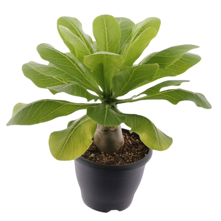 Verzorgingstips Brighamia